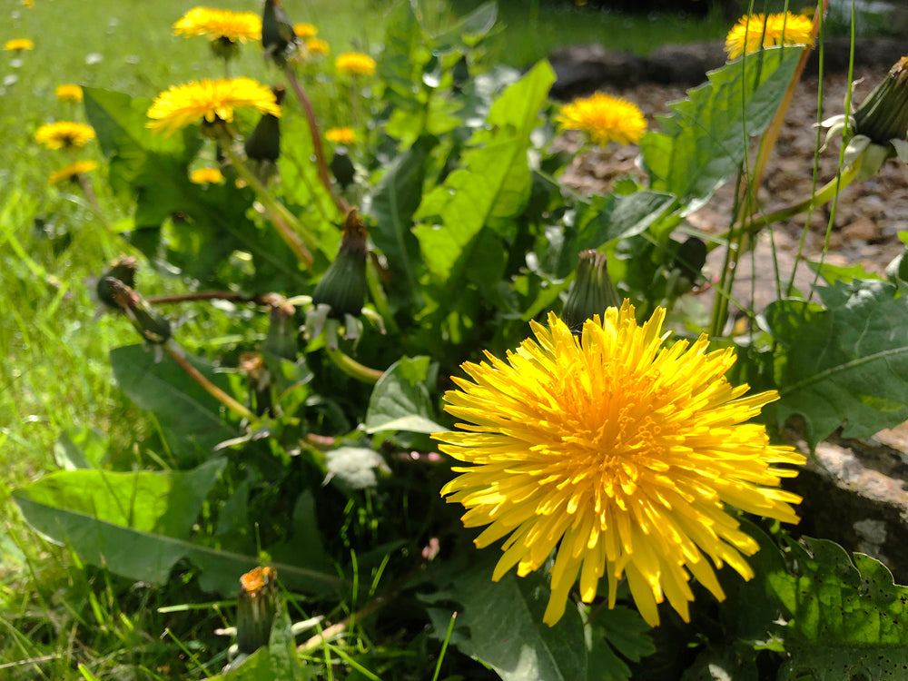 May 2022 Recipe Idea - Dandelion Wine