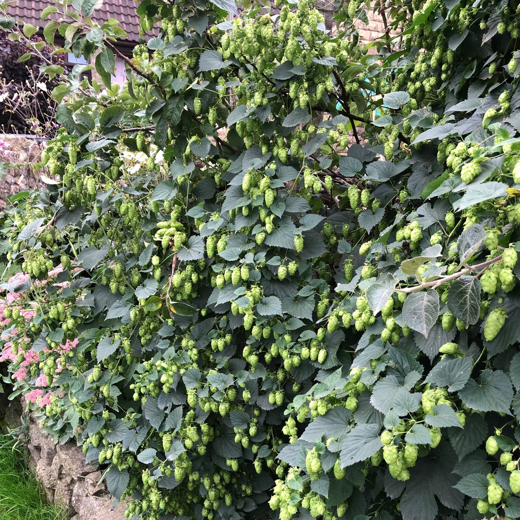 Cascade Hops - Flower/Cone/Leaf - Somerset - 100g