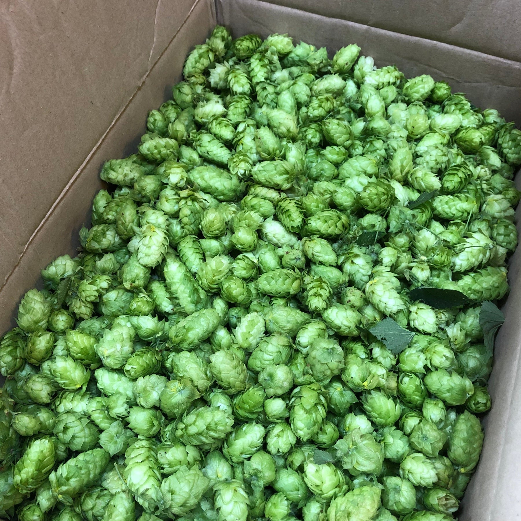 Cascade Hops - Flower/Cone/Leaf - Somerset - 100g