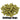 Goldings Hops - Pellets - 50g