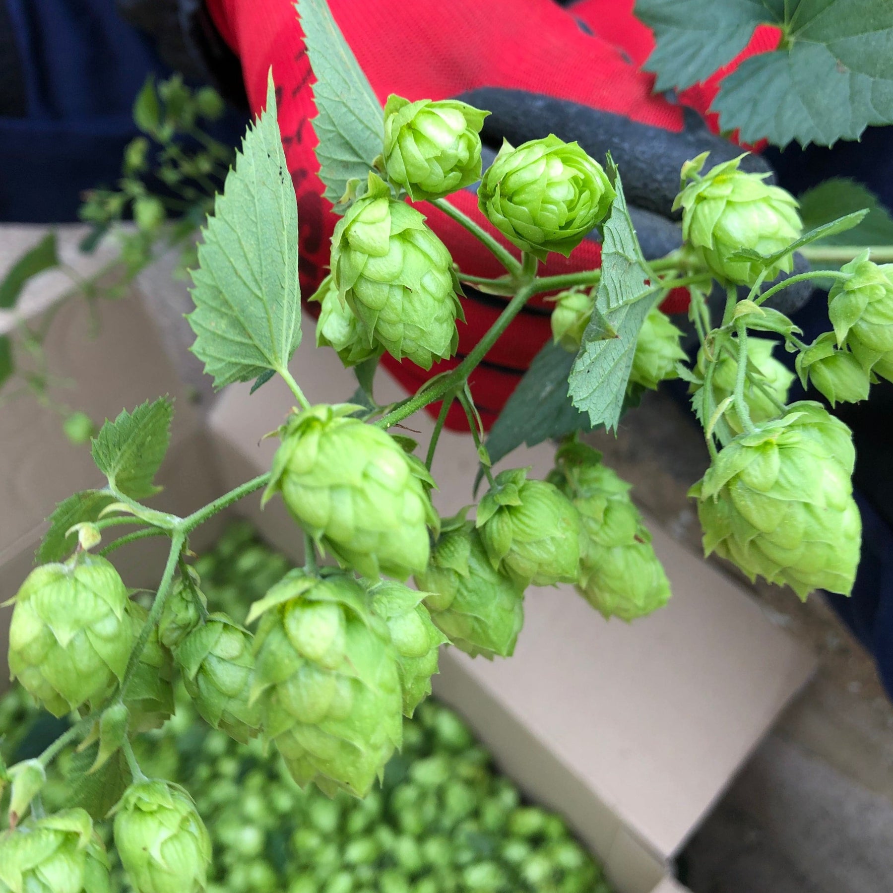 Cascade Hops - Flower/Cone/Leaf - Somerset - 100g