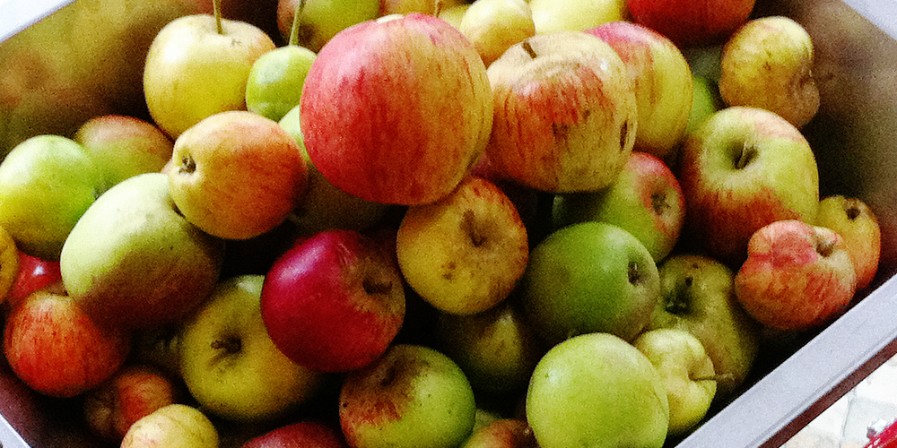 How To Make Apple Wine Homebrew Recipe
