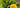 May 2022 Recipe Idea - Dandelion Wine
