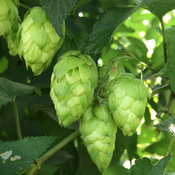 Use More Hops in Your HomeBrew Beer