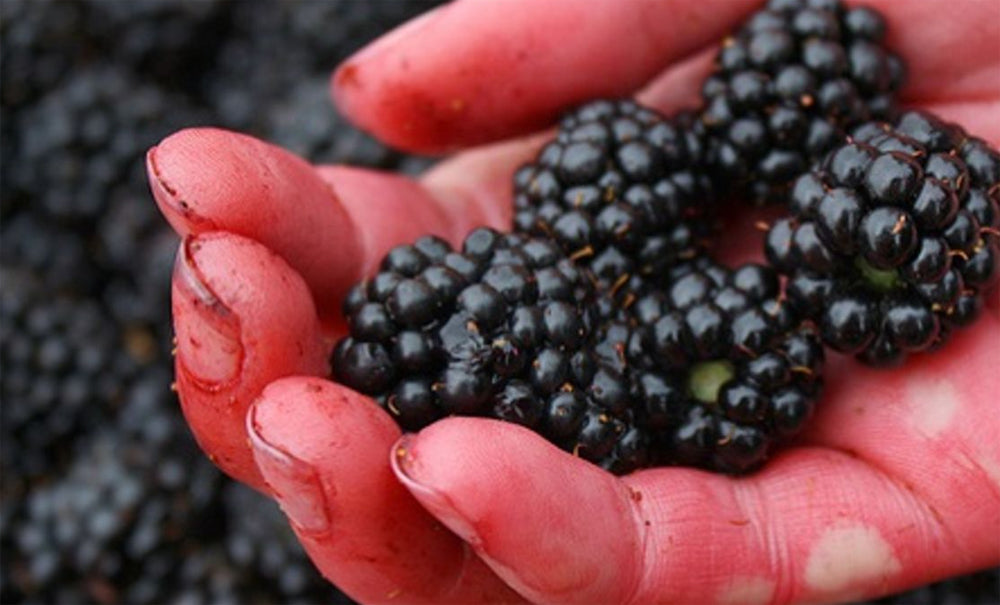 Out For a Walk... - Get Picking!