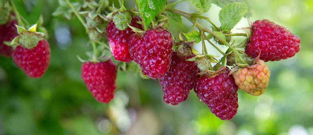 Poma Raspberry Wine Raspberry Wine Recipe – Brewbitz