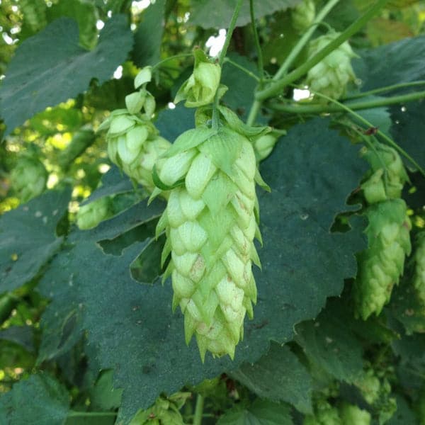 Amarillo Hops - Pellet - 50g