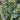 Cascade Hops - Flower/Cone/Leaf - Somerset - 100g