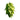 Centennial Hop
