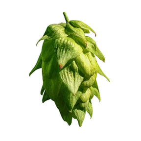 Centennial Hop