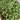 Cascade Hops - Flower/Cone/Leaf - Somerset - 100g