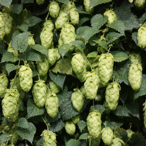 Chinook Hops - T90 Pellet - 50g