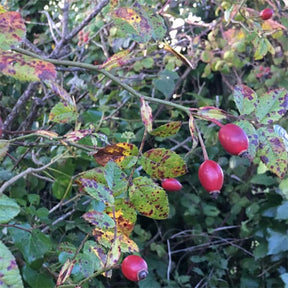 Dried Rosehips - 500g